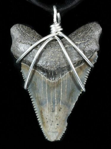 Fossil Angustiden Tooth Necklace - Megalodon Ancestor #47547
